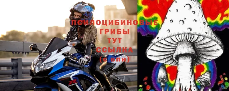 Псилоцибиновые грибы Psilocybe  дарк нет официальный сайт  Карталы  сколько стоит 